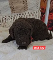 Red Boy, a male Poodle - Standard  for sale in Bedford, PA – 1 of 1