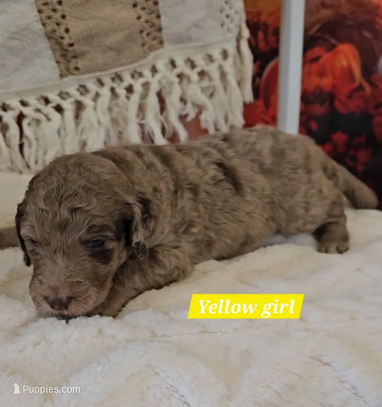 Yellow girl – Poodle - Standard  puppy for sale in Bedford, PA