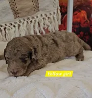 Yellow girl, a female Poodle - Standard  for sale in Bedford, PA – 1 of 1