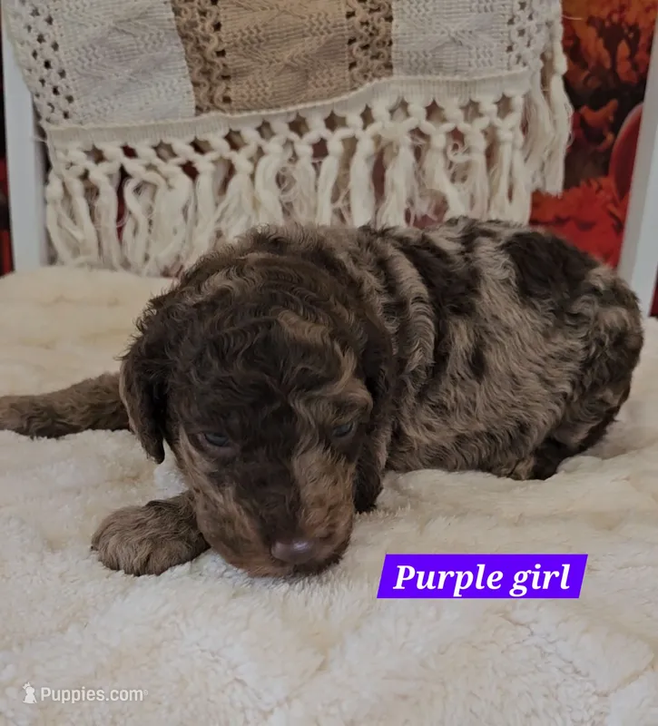 Purple girl – Poodle - Standard  puppy for sale in Bedford, PA