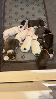 Boxer, a female Boxer for sale in Rydal, GA – 2 of 2