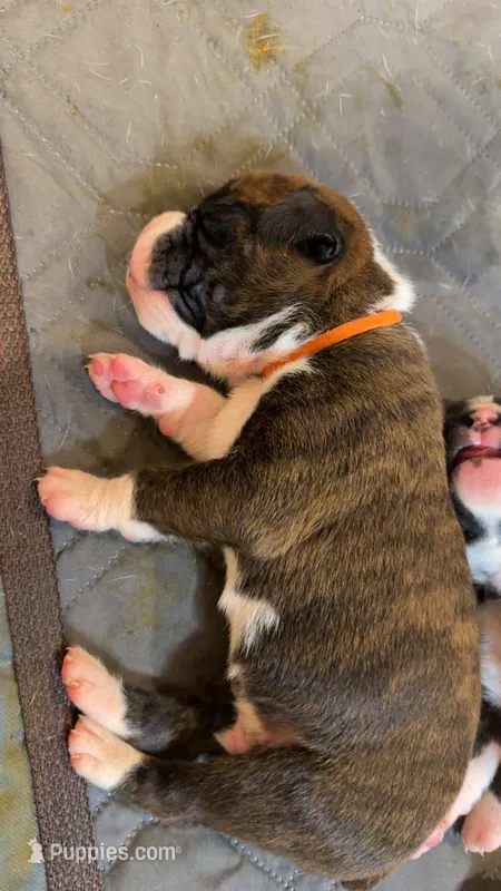 Boxer – Boxer puppy for sale in Rydal, GA