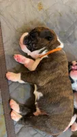Boxer, a female Boxer for sale in Rydal, GA – 1 of 2