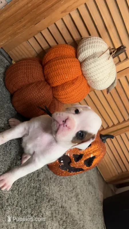 Boxer – Boxer puppy for sale in Rydal, GA