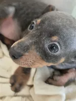 Tyson, a male Miniature Pinscher for sale in Frankfort, OH – 5 of 5