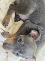 Tyson, a male Miniature Pinscher for sale in Frankfort, OH – 4 of 5