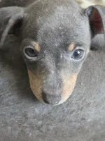 Tyson, a male Miniature Pinscher for sale in Frankfort, OH – 3 of 5