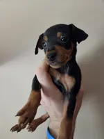 Tank Jr., a male Miniature Pinscher for sale in Frankfort, OH – 4 of 4
