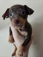 Toffee, a female Miniature Pinscher for sale in Frankfort, OH – 1 of 4