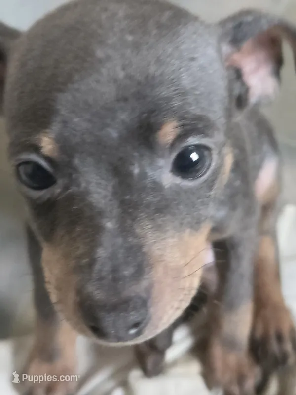 Tyson – Miniature Pinscher puppy for sale in Frankfort, OH