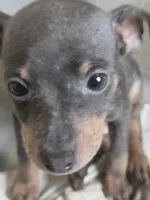 Tyson, a male Miniature Pinscher for sale in Frankfort, OH – 1 of 2