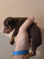 Toffee, a female Miniature Pinscher for sale in Frankfort, OH – 2 of 4