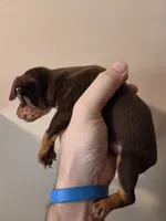 Toffee, a female Miniature Pinscher for sale in Frankfort, OH – 4 of 4
