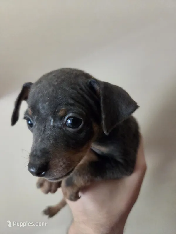 Tyson – Miniature Pinscher puppy for sale in Frankfort, OH