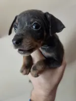 Tyson, a male Miniature Pinscher for sale in Frankfort, OH – 5 of 5