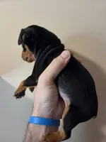 Tank Jr., a male Miniature Pinscher for sale in Frankfort, OH – 3 of 4