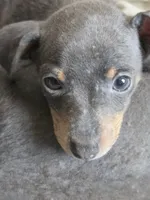 Tyson, a male Miniature Pinscher for sale in Frankfort, OH – 2 of 2