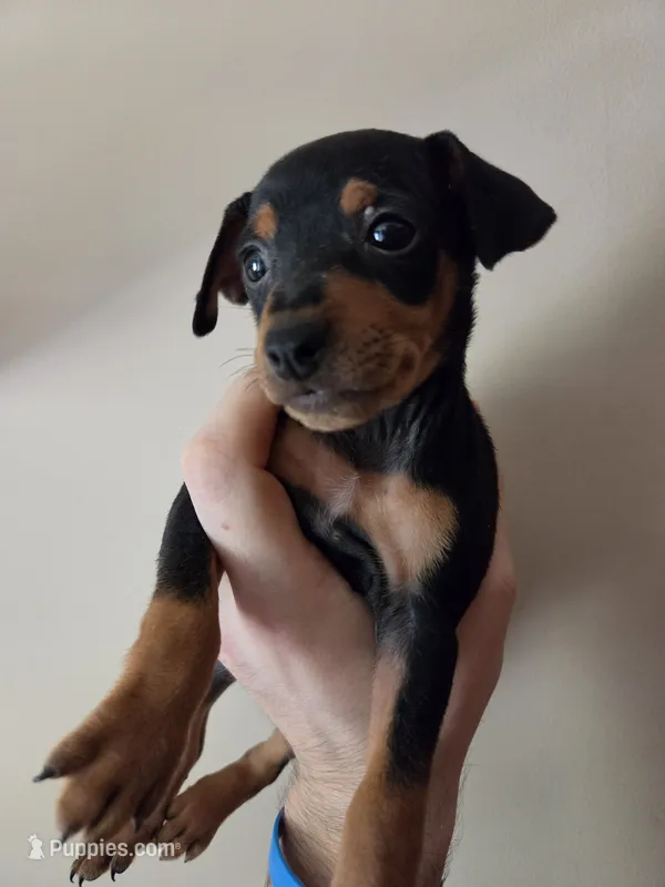 Tank Jr. – Miniature Pinscher puppy for sale in Frankfort, OH
