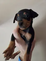 Tank Jr., a male Miniature Pinscher for sale in Frankfort, OH – 1 of 4