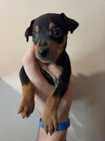 Tank Jr., a male Miniature Pinscher for sale in Frankfort, OH – 1 of 4