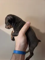 Tyson, a male Miniature Pinscher for sale in Frankfort, OH – 4 of 4