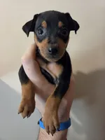 Tank Jr., a male Miniature Pinscher for sale in Frankfort, OH – 4 of 4