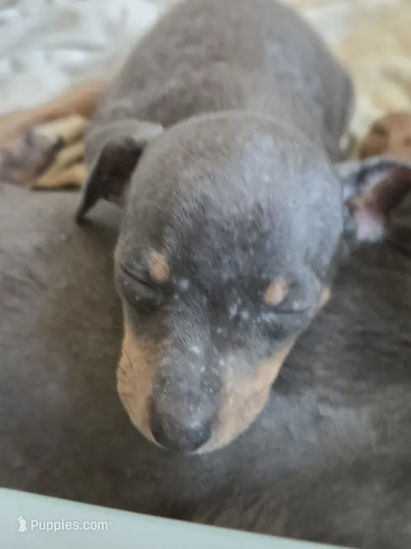 Tyson – Miniature Pinscher puppy for sale in Frankfort, OH