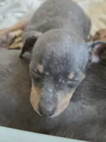 Tyson, a male Miniature Pinscher for sale in Frankfort, OH – 1 of 1