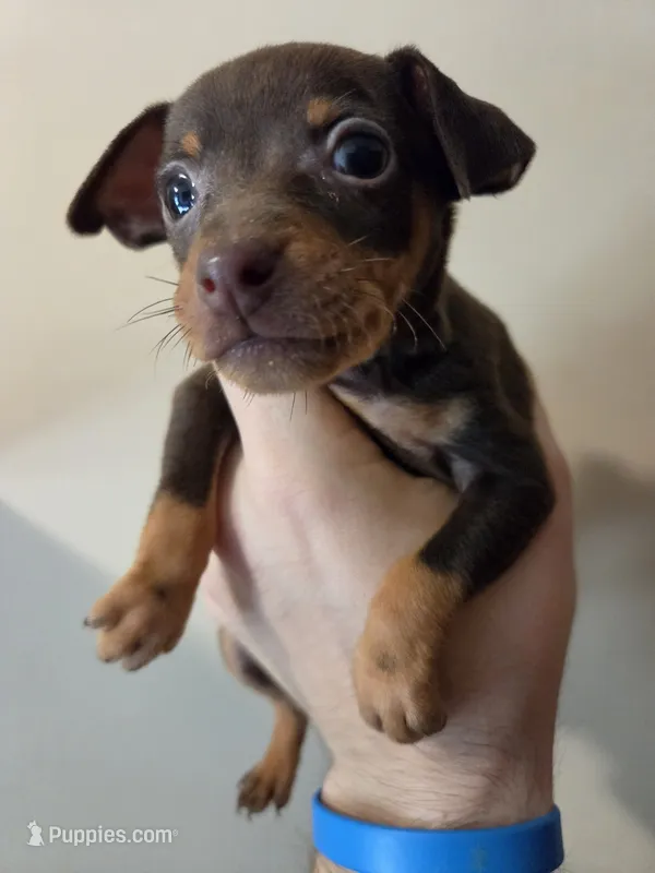Toffee, a female Miniature Pinscher for sale in Frankfort, OH – 1 of 4