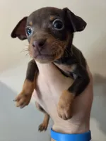 Toffee, a female Miniature Pinscher for sale in Frankfort, OH – 1 of 4