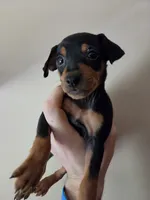 Tank Jr., a male Miniature Pinscher for sale in Frankfort, OH – 3 of 4
