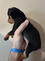 Tank Jr., a male Miniature Pinscher for sale in Frankfort, OH – 2 of 4