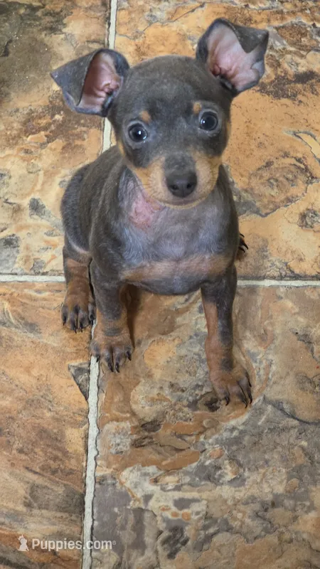 Tyson – Miniature Pinscher puppy for sale in Frankfort, OH