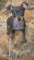 Tyson, a male Miniature Pinscher for sale in Frankfort, OH – 1 of 5