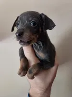 Tyson, a male Miniature Pinscher for sale in Frankfort, OH – 4 of 4