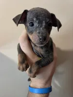 Tyson, a male Miniature Pinscher for sale in Frankfort, OH – 3 of 4