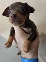 Toffee, a female Miniature Pinscher for sale in Frankfort, OH – 3 of 4