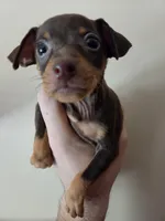 Toffee, a female Miniature Pinscher for sale in Frankfort, OH – 3 of 4