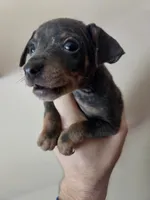 Tyson, a male Miniature Pinscher for sale in Frankfort, OH – 1 of 4
