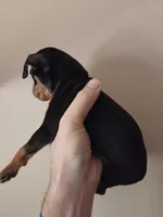 Tank Jr., a male Miniature Pinscher for sale in Frankfort, OH – 2 of 4