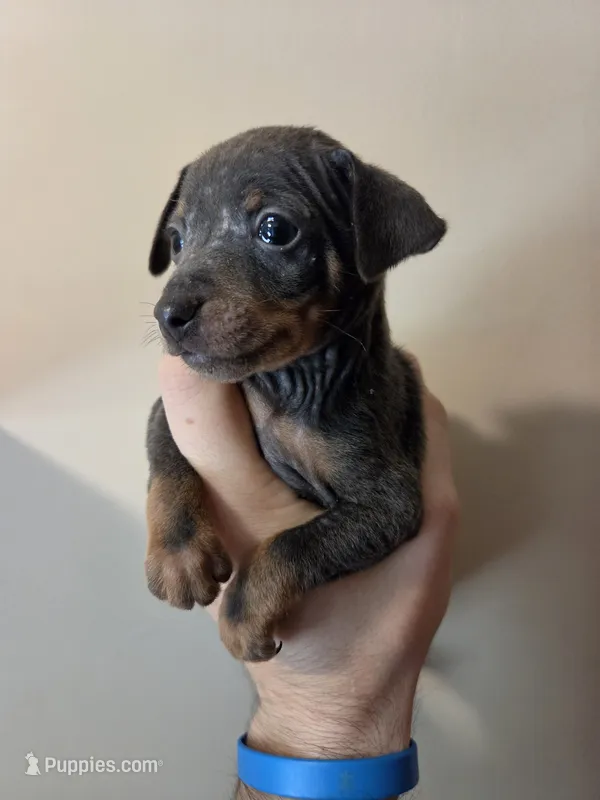 Tyson, a male Miniature Pinscher for sale in Frankfort, OH – 1 of 4
