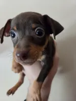 Toffee, a female Miniature Pinscher for sale in Frankfort, OH – 4 of 4
