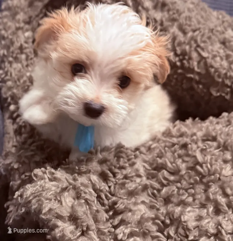 Fergie – Maltipoo puppy for sale in Ocala, FL