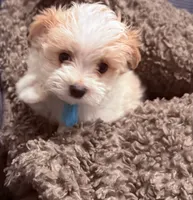 Fergie, a male Maltipoo for sale in Ocala, FL – 1 of 10