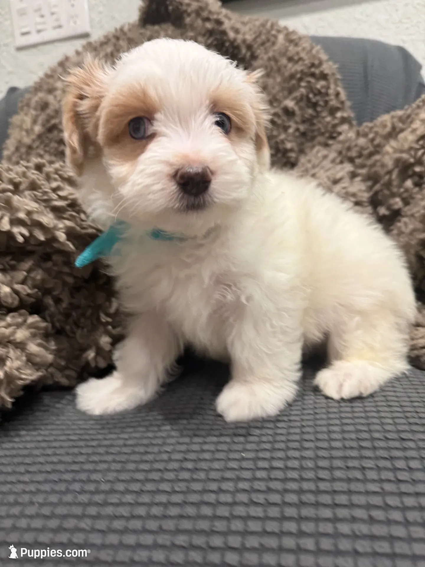 Ryno, a male Maltipoo for sale in Ocala, FL – 2 of 10