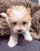 Fergie, a male Maltipoo for sale in Ocala, FL – 3 of 10