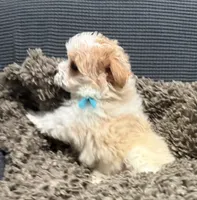 Fergie, a male Maltipoo for sale in Ocala, FL – 6 of 10