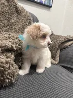 Ryno, a male Maltipoo for sale in Ocala, FL – 10 of 10