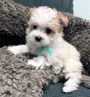 Fergie, a male Maltipoo for sale in Ocala, FL – 8 of 10