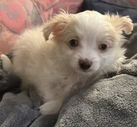 Addison , a male Pomapoo for sale in Ocala, FL – 7 of 10